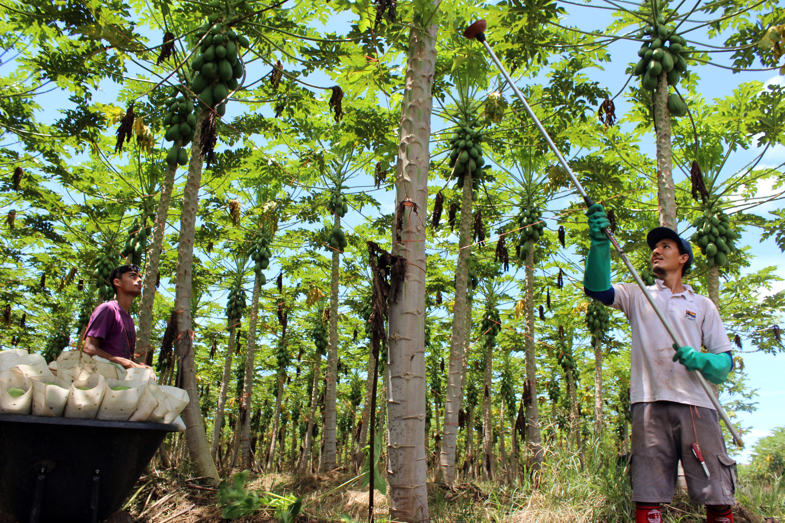 Jóvenes agricultores