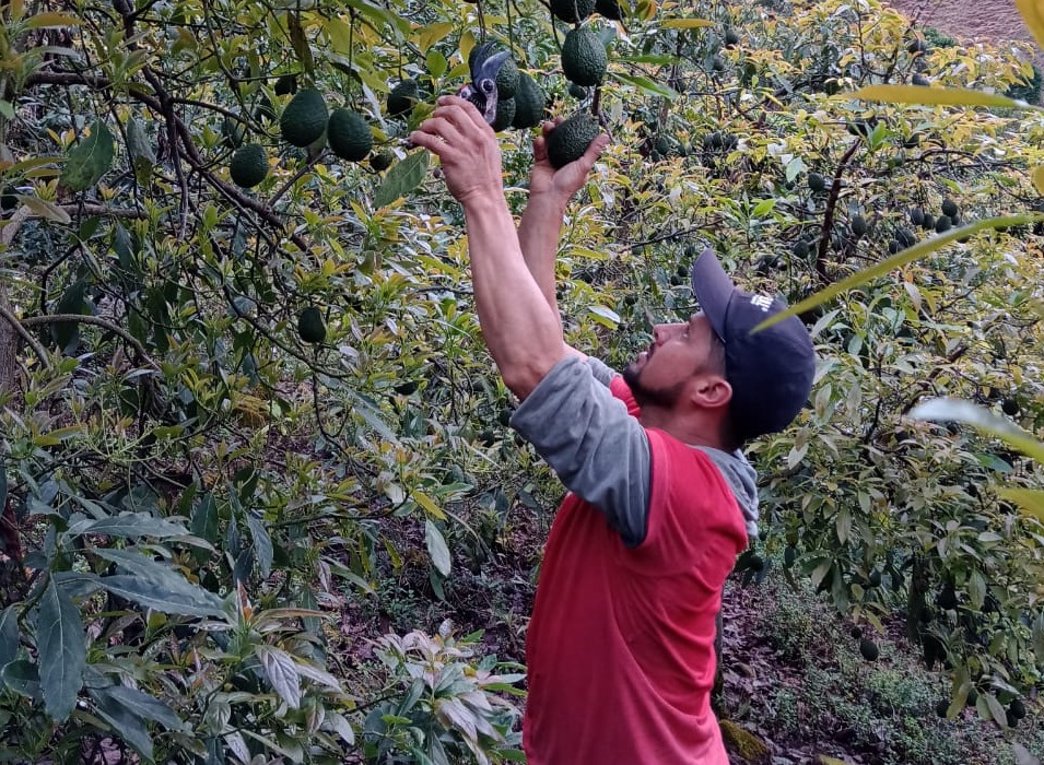 El aguacate Hass que se cultiva en Dota, Tarrazú y León Cortés podría llegar hasta la mesa de los italianos en los próximos meses, luego de que ocho agricultores de la Cooperativa Agrícola Industrial de Productores de Frutas de Coopey (FRUTALCOOP R.L.) enviaran las primeras muestras a ese mercado en Europa.