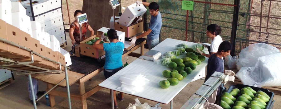 La falta de agua para la agricultura está afectando la producción de frutas de pequeños y medianos agricultores. Ante esta situación, las cooperativas agrícolas costarricenses Coopeparrita Tropical R.L y Coopecerroazul R.L dedicadas al cultivo de papaya en Parrita y naranja en Guanacaste respectivamente, trabajan junto con organizaciones de Chile y Argentina para crear la herramienta tecnológica “OpenFruit”, que les permita medir el cambio climático y su afectación en los cultivos.