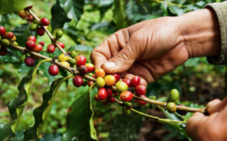 Plantación de café