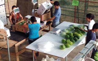 La falta de agua para la agricultura está afectando la producción de frutas de pequeños y medianos agricultores. Ante esta situación, las cooperativas agrícolas costarricenses Coopeparrita Tropical R.L y Coopecerroazul R.L dedicadas al cultivo de papaya en Parrita y naranja en Guanacaste respectivamente, trabajan junto con organizaciones de Chile y Argentina para crear la herramienta tecnológica “OpenFruit”, que les permita medir el cambio climático y su afectación en los cultivos.