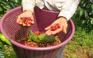 Julio, 2022. Por ser un café que se cultiva bajo prácticas sociales y amigables con el ambiente, el café de la Cooperativa de Caficultores y Servicios Múltiples de Cerro Azul (COOPECERROZUL R.L) sirve de materia prima en la fabricación de productos cosméticos en Europa.