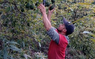 El aguacate Hass que se cultiva en Dota, Tarrazú y León Cortés podría llegar hasta la mesa de los italianos en los próximos meses, luego de que ocho agricultores de la Cooperativa Agrícola Industrial de Productores de Frutas de Coopey (FRUTALCOOP R.L.) enviaran las primeras muestras a ese mercado en Europa.